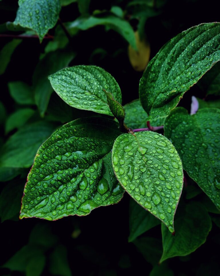 Selective-focus Photography of Leaves With Water Due